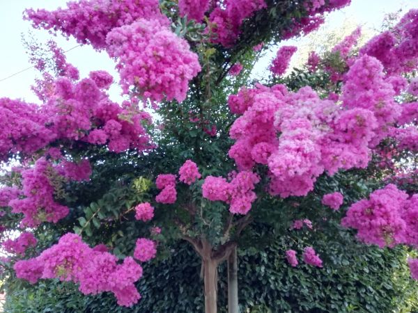 Crape Myrtle Pruning in West Des Moines