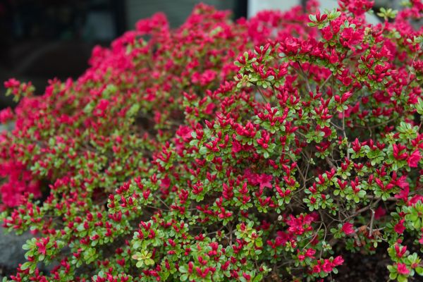 Cost of Weigela Removal Service in West Des Moines