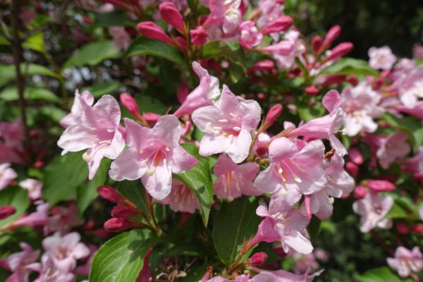 Weigela Pruning Service in West Des Moines