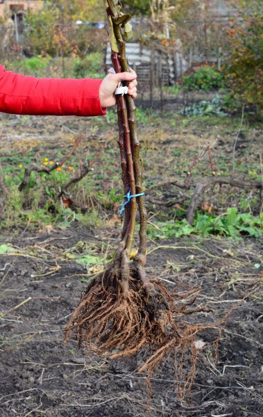 Shrub Root Removal in West Des Moines