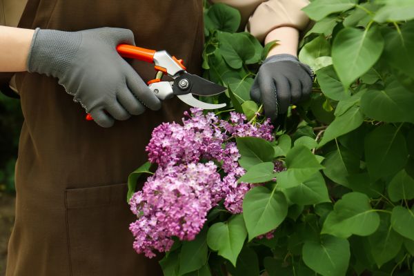 Lilac Pruning Service in West Des Moines