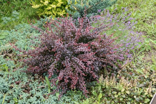 Japanese Barberry Removal in West Des Moines