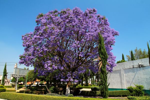 Jacaranda Pruning in West Des Moines