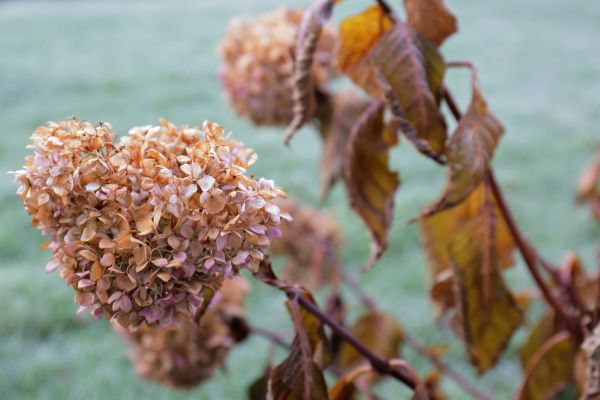 Hydrangea Removal in West Des Moines