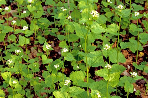 Garlic Mustard Removal in West Des Moines