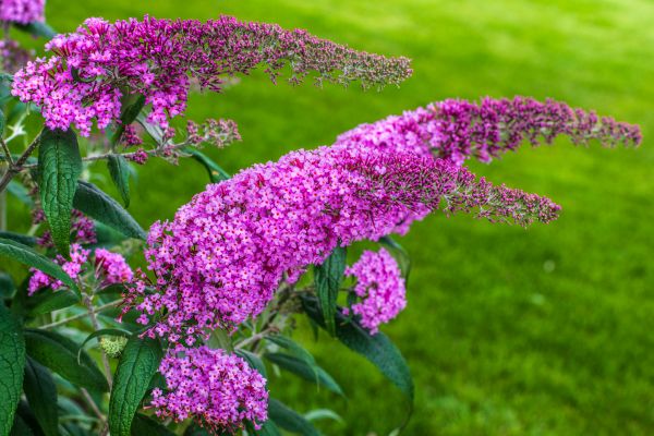 Butterfly Bush Removal in West Des Moines