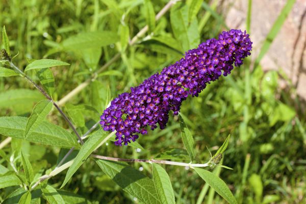 Butterfly Bush Pruning in West Des Moines