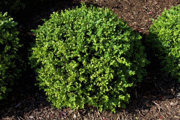Boxwood Removal in West Des Moines