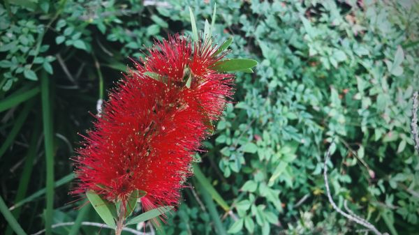 Bottlebrush Pruning in West Des Moines