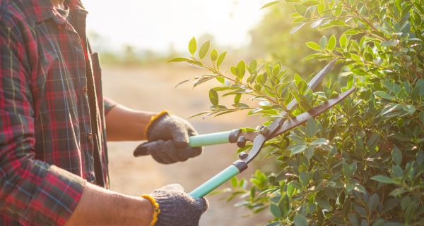 Shrub Pruning in West Des Moines