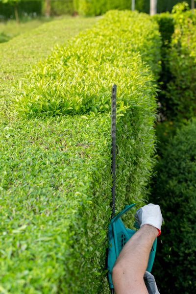 Hedge Trimming in West Des Moines