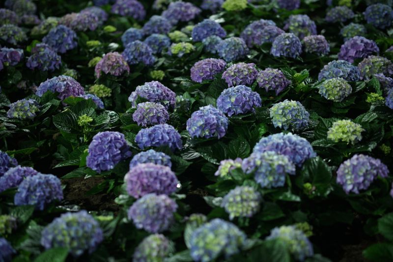 Hydrangea Pruning