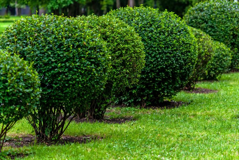 Garden with Neatly Shaped Shrubs